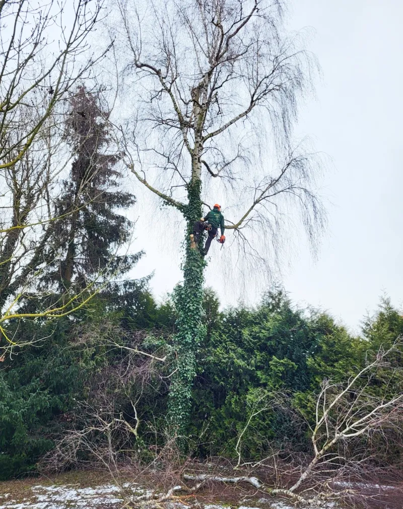 Baumfaellung_1