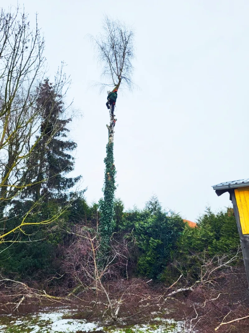 Baumfaellung_3